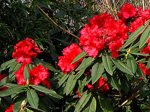 Rhododendron Andantino